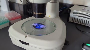 Time lapse imaging in Zeiss ZEN software