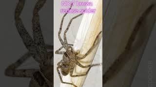 Top 10 Deadliest Spiders #deadliestspiders #spiders #poisones spiders