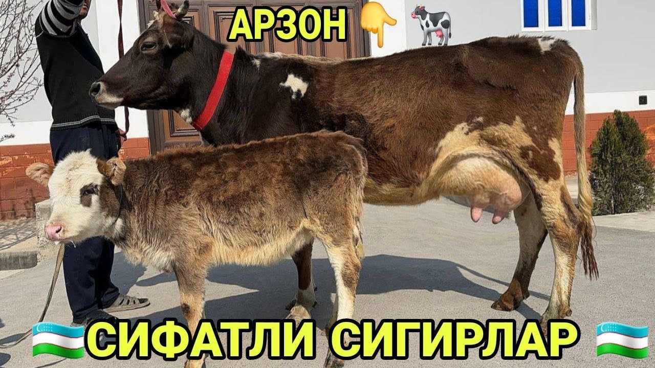 1- 2- БОЛЛАРИ СИФАТЛИ РУЗГОРБОБ СИГИРЛАР БУГОЗЛАР СОТИЛАДИ SOTILADIGON SIGIRLAR 28 февраля 2026 г