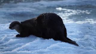 Mating game!  Otters! Prince Albert National Park