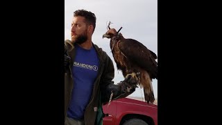 Falconry with Golden Eagle- Feeding After Hunt by Trevor Jahangard 5,557 views 5 years ago 2 minutes, 51 seconds