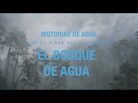El Bosque de Agua | Historias de agua