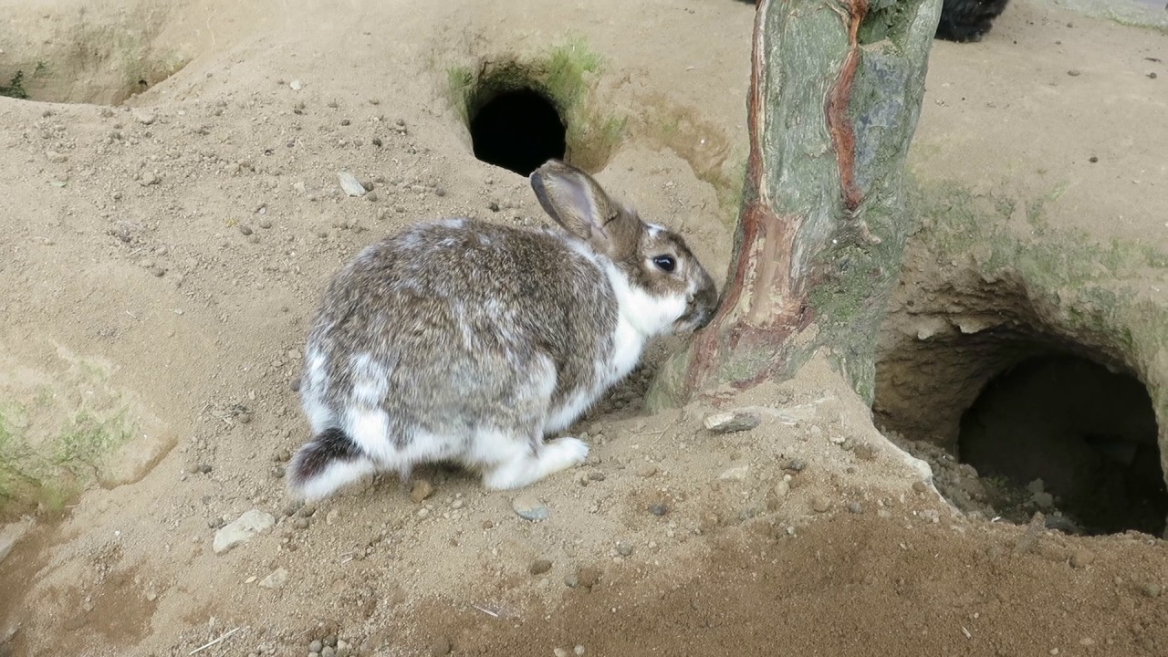 月うさぎの里の穴掘りウサギ Youtube