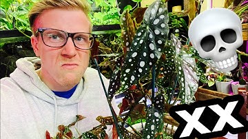 Save Your Dying Begonia Maculata Plant