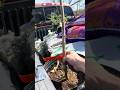 Fruit Trees Cherry Tree, Plum Tree, Pomegranate, Goji Berry, Mulberry,and Blueberry #offgrid #garden