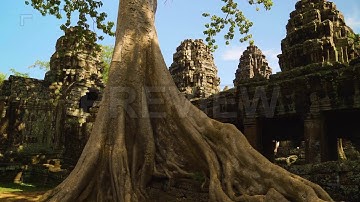 Tree Root Near Temple In Cambodia | Stock Video - Motion Array
