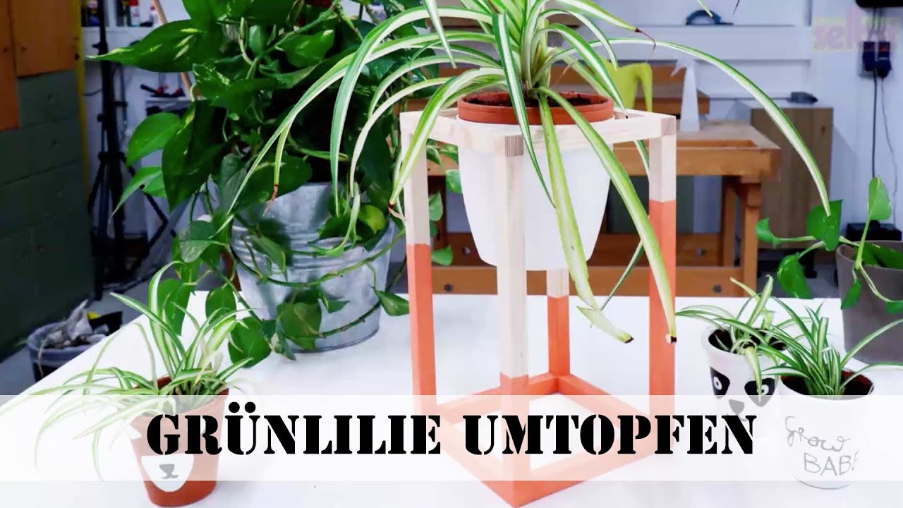 Grnlilie umtopfen