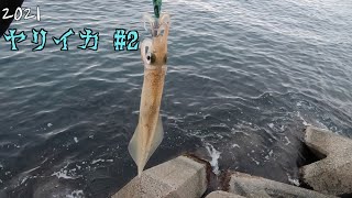 ヤリイカ釣り ＃2