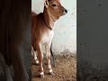 cow sound | #cow | #asmr | #nature | lovely | fluffy | crazy