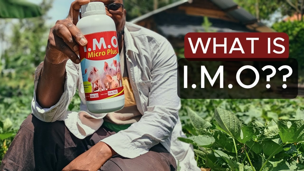 What are Indigenous Microorganisms? | Raising pigs | pig farming for beginners | Pigs |