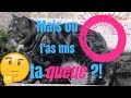 Le manx  un chat sans queue mais pas que 