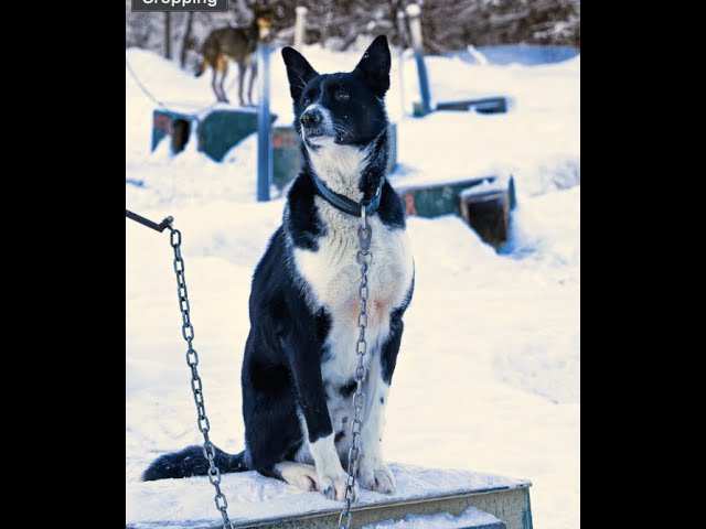Dog Sled Adventure!