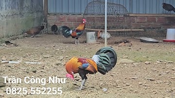 Cách thuần gà rừng mau sung nhất của Trần Công Như!!!