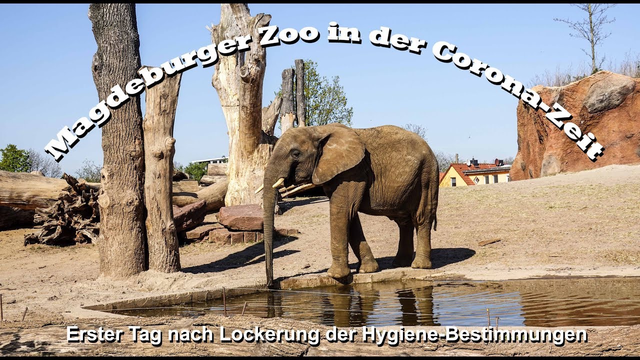 Magdeburger Tierpark 2020