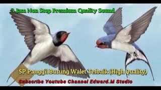 3 Jam non Stop !! Bunyi Panggil Burung Walet Gred Super Terbaik!!! Ilmu Pelet  Burung walet