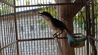 Pancing bunyi Pentet matahari•joss