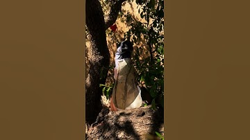 Thumbnail of She (William) Walks in Beauty