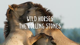 The Rolling Stones - Wild Horses (Lyrics)
