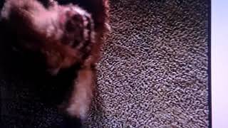 Geico Direct Laughing Dog And Gecko Shower Commercial 2001