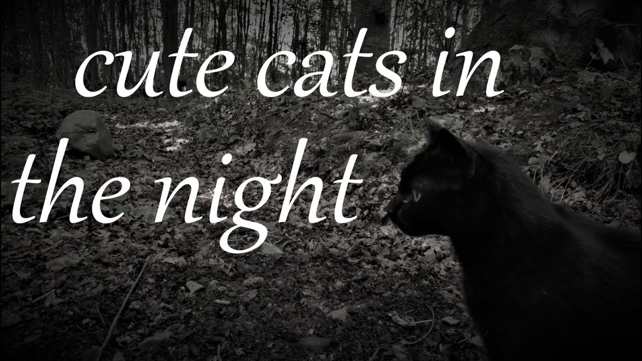 cute cats in the night
