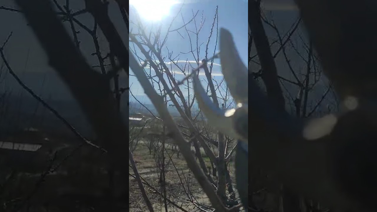 Budama hakkında detaylı anlatım