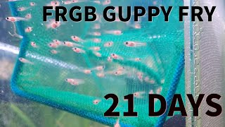 FRGB Guppy Fry : 21 Days