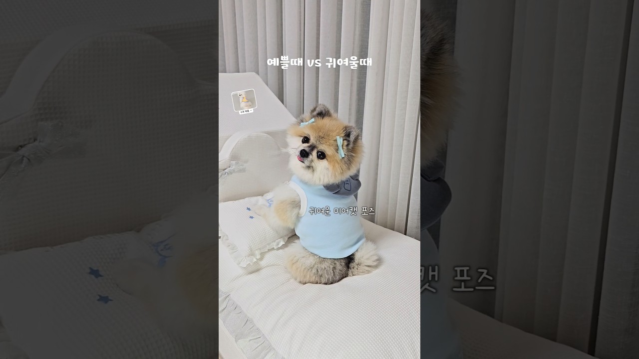 강아지가 예쁠때 vs 귀여울때    #이야기쁨 #강아지 #애견영상 #cutedog #솜뭉치 #pets #동물농장강아지 #cute #pomeranian #puppy #포메라니안