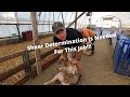 Learning to Shear Sheep!!!