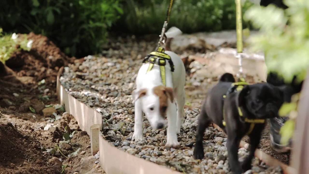 dogs trust launches first ever dog friendly garden at rhs hampton