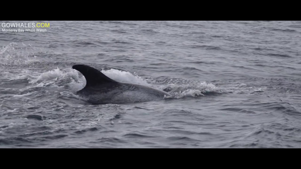 Risso's Dolphins Social Behavior