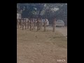 #Shorts #NCC #NCCCadet #RifleParade#IndianArmy #DeshBhakti #FutureSoldier 🇨🇮🇨🇮🇨🇮🇨🇮🇨🇮