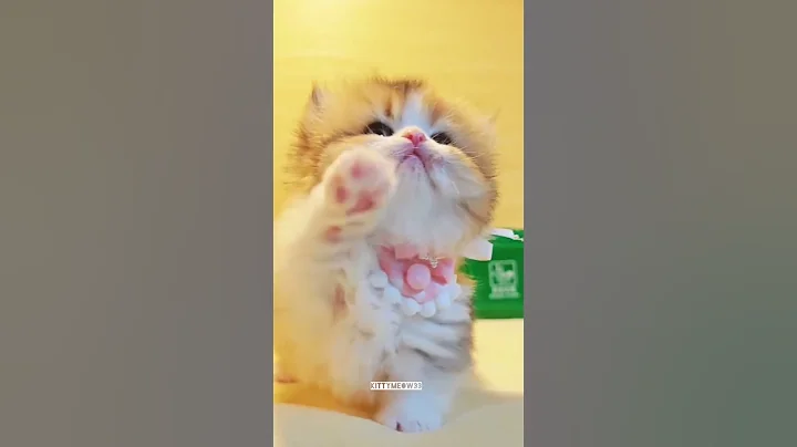 Watch the video about Pretty little kitties 💕😻 #cat #kitten #shorts #funny #cute