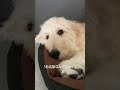 #ゴールデンドゥードル のおでん【名前の由来】#大型犬
