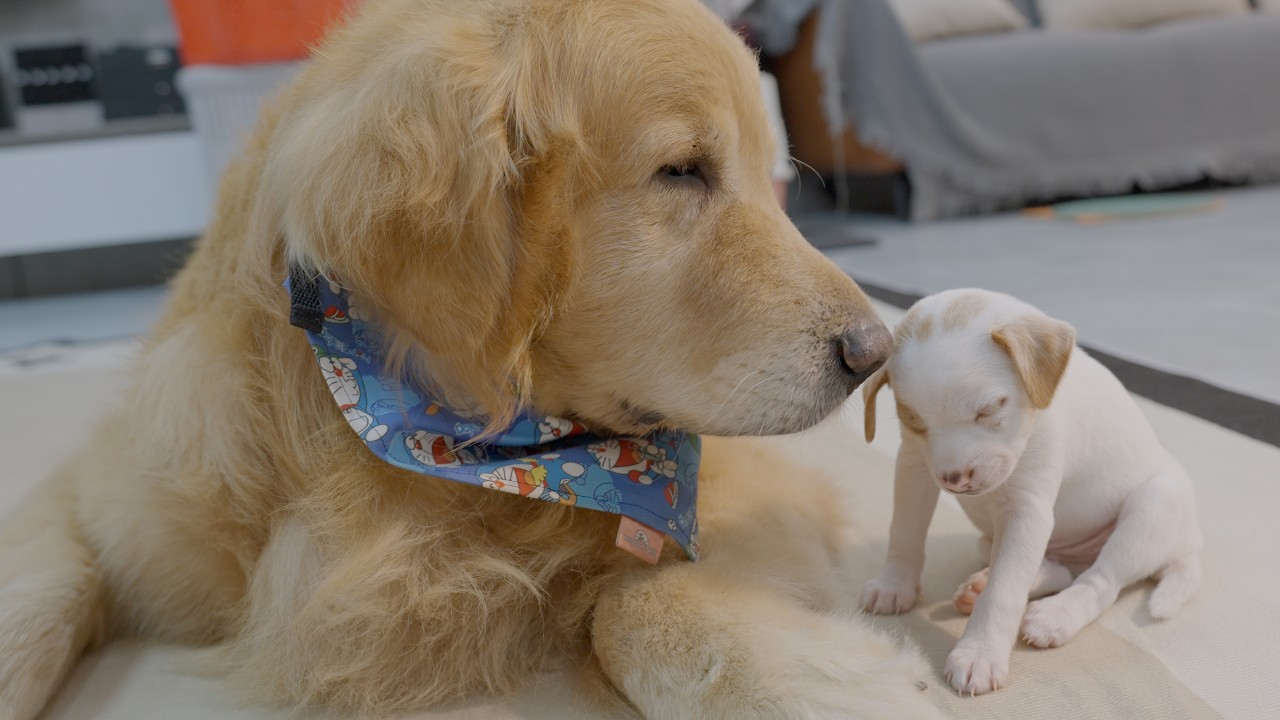 Giant Golden Retriever Meets Tiny Rescue Puppy And THIS Happened thumbnail