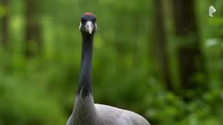 Crane