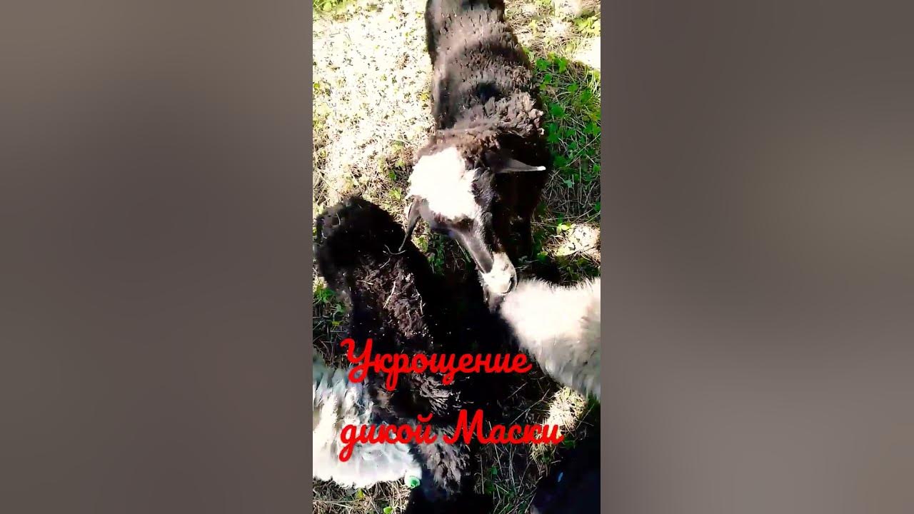 Укрощение - YouTube