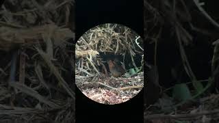 Rufous-sided Crake (Laterallus melanophaius). July 2023