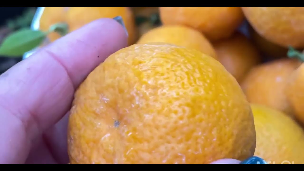 Огляд моєї цитрусової теплиці у листопаді: плоди та квіти