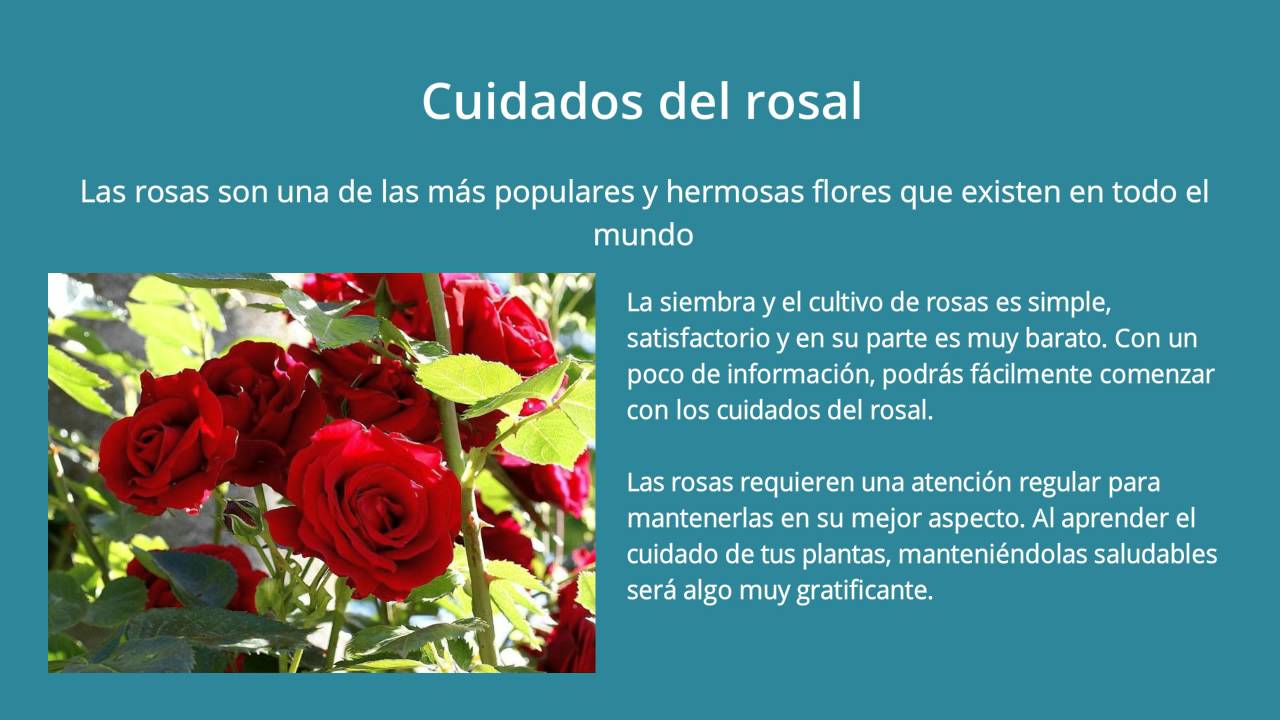 Cuidados rosal | Como cuidar - YouTube