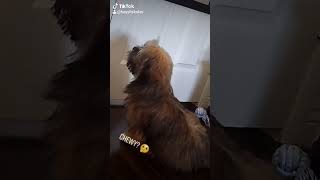 Follow us on Tiktok @heyyitskales #Chewbacca #starwars #dogs #shihtzu #lhasaapso #viral