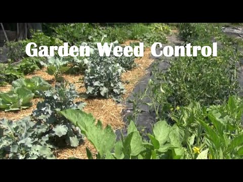 Video: Shepherd's Purse Plant Info: Lær om Shepherd's Purse Control In Gardens