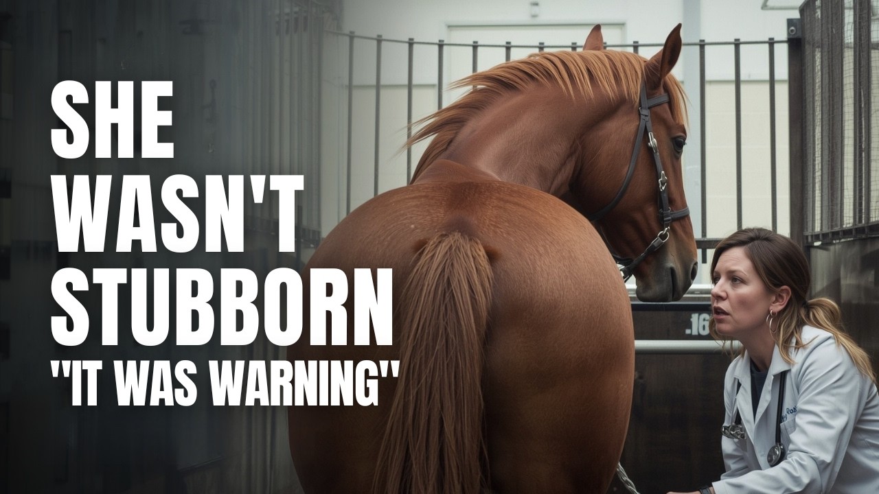 The Mare Wouldn’t STEP Past The Chute… THEN the Vet Found BRUISING Where No One Looked