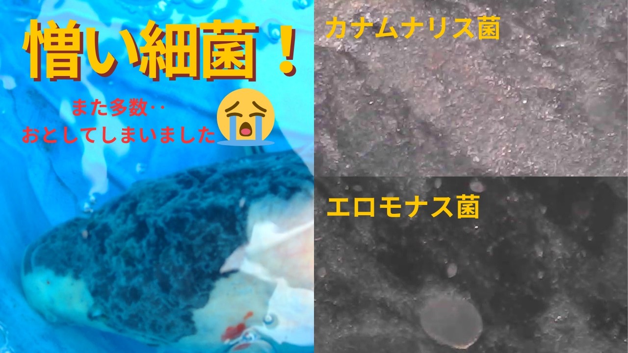 I hate it! Many koi carp have died from the Kanamunaris fungus