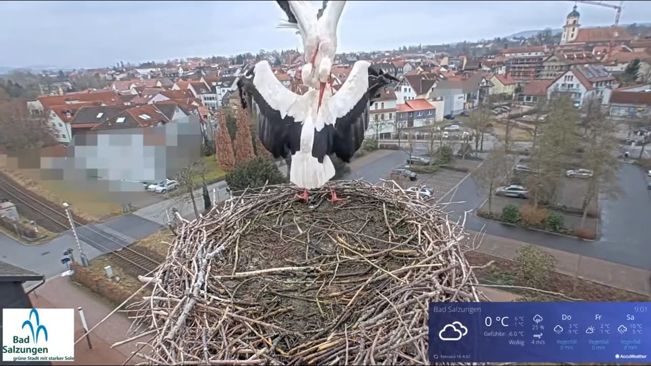 😲Intruz u bocianów - Bad Salzungen, Thüringen - 18 02 2026