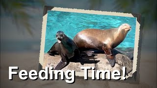 Sleepy sea lion can’t get any rest with his noisy roommates!