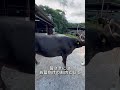 【食肉の過程】としみちゃん出荷しました