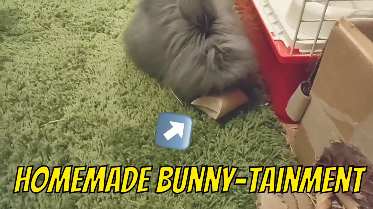 "How to Keep Your Rabbit Hoppily Entertained Fun Toy Playtime!" YouTube