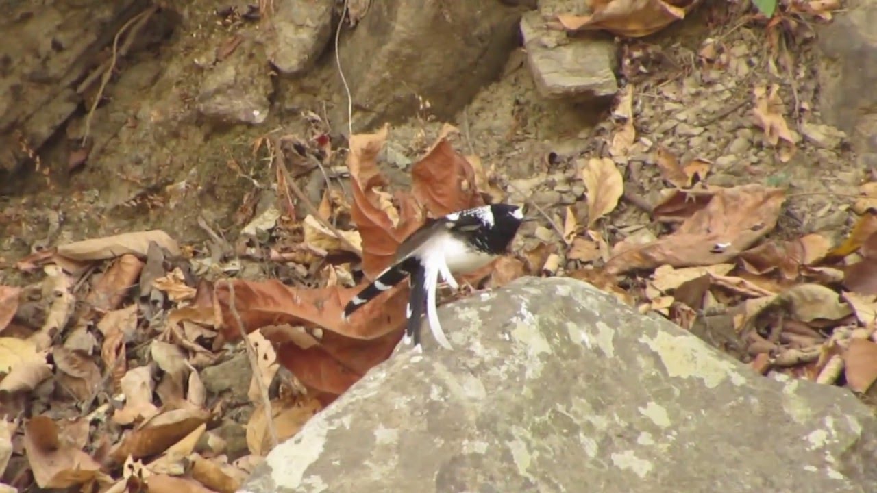 Spotted Forktail