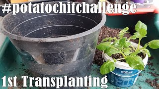 1st Transplanting of the Potato Chit #potatochitchallenge