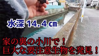 家の裏の川にごっつい【要注意外来生物】が居たので釣りあげてみたら！！！！
